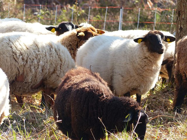 Transhumance du 5 mai 2016