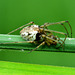 Long Jawed Orb Web Spider. Tetragnathidae. 4