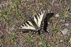 Pale Swallowtail