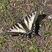 Pale Swallowtail