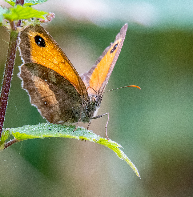 Gatekeeper butterfly