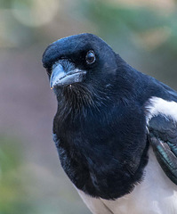 Magpie close up10