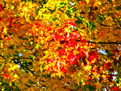 A Riot of Autumn Colour  (+ PiP)