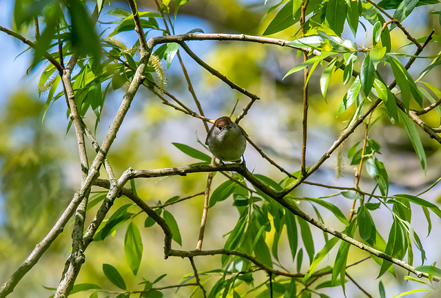 Female blackcap