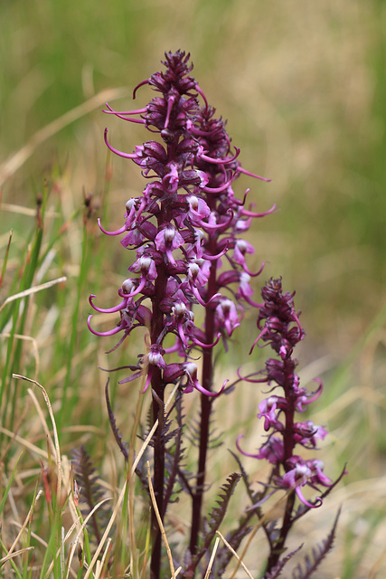 Elephant's-head Lousewort