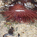 P7270727 SeaAnemone