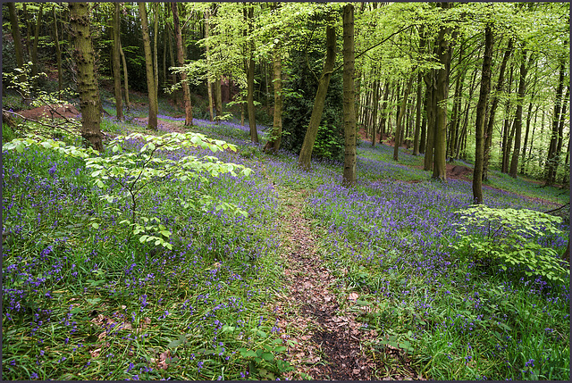 Ladybank wood,.. 9th.May 2023,. 'pip' 9th.May 2021