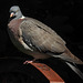 20230523 0206CPw [D~LIP] Ringeltaube (Columba palumbus), Bad Salzuflen