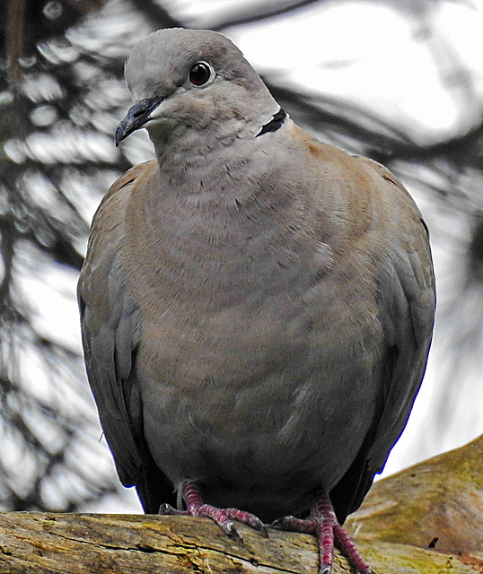 20240529 0201CPw [D~LIP] Türkentaube (Streptopelia decaocto), BS