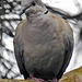 20240529 0201CPw [D~LIP] Türkentaube (Streptopelia decaocto), BS