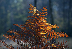 "a fern in autumn dress"