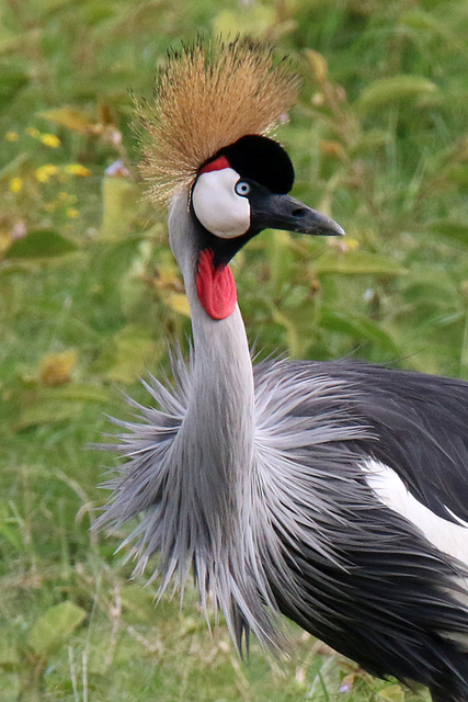 African crowned crane - 1