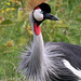 African crowned crane - 1