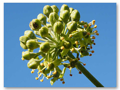 Ivy flower buds