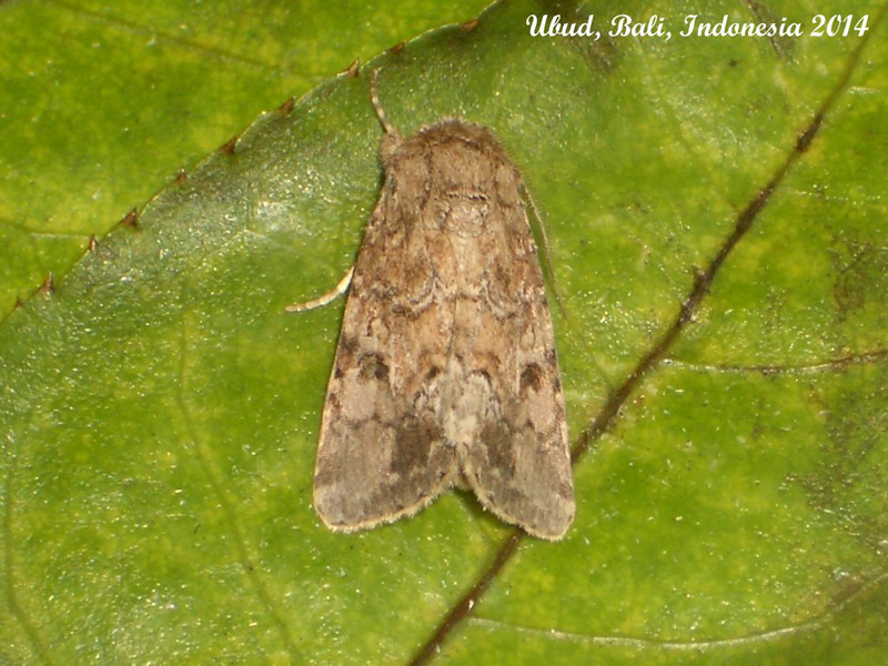 IBa059 - Unidentified Noctuid