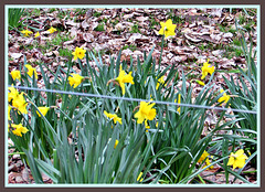 Daffodils Growing Wild.
