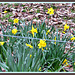 Daffodils Growing Wild.