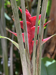 landscaping detail - the Royal Hawaiian