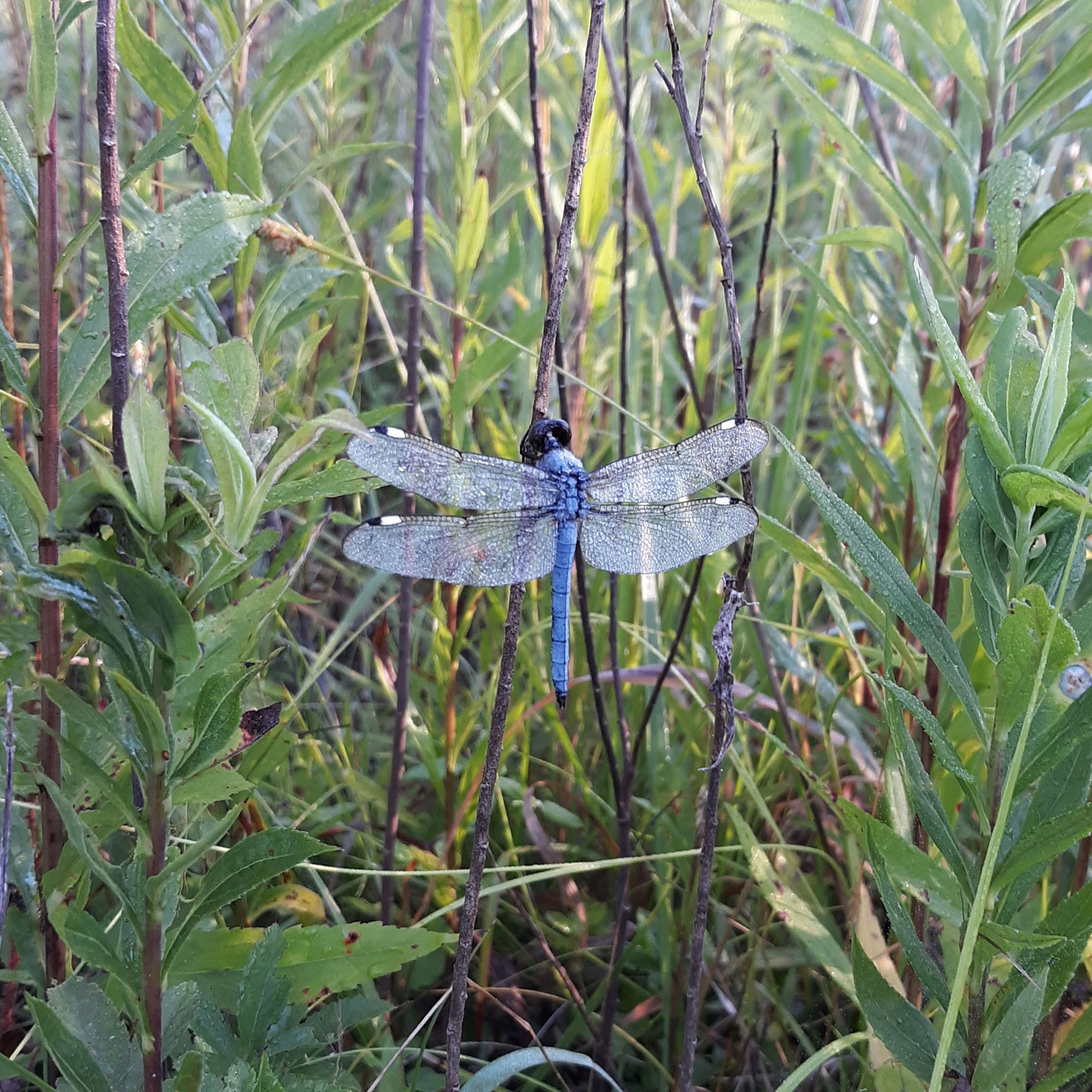 Common pondhawk dragonfly