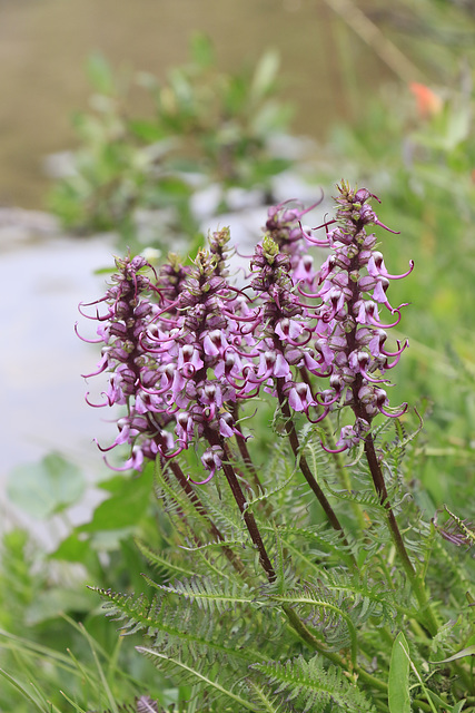 Elephant's Head Lousewort