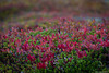 Herbstfarben in Laponia (© Buelipix)