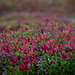 Herbstfarben in Laponia (© Buelipix)