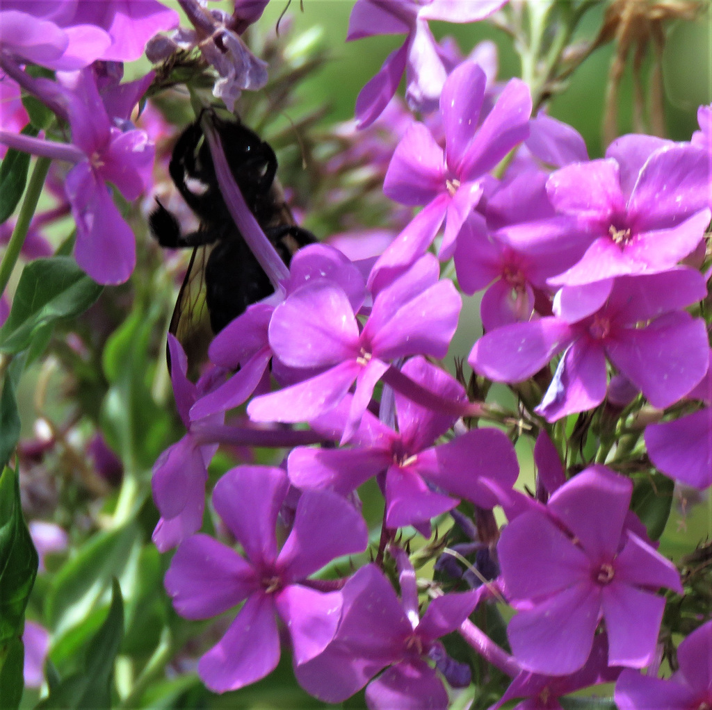 The Carpenter Bee