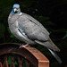 20230523 0207CPw [D~LIP] Ringeltaube (Columba palumbus), Bad Salzuflen