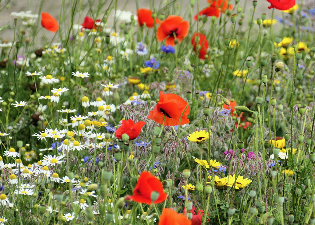 Blumenwiese