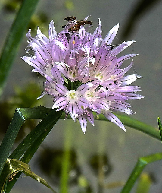 20240529 0202CPw [D~LIP] Schnittlauch (Allium schoenoprasum), BS