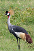 African crowned crane - 2