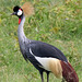 African crowned crane - 2