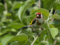 Besuch vom Distelfink im Sommer Besuch vom Distelfink im Sommer