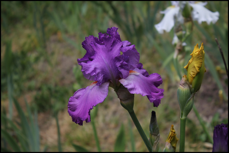 Iris Pervenche du Barry (2)