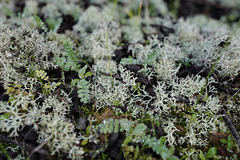 Lichens