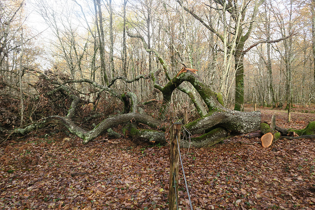 l'arbre des maitres sonneurs ,novembre 2016