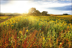 Sunflowers