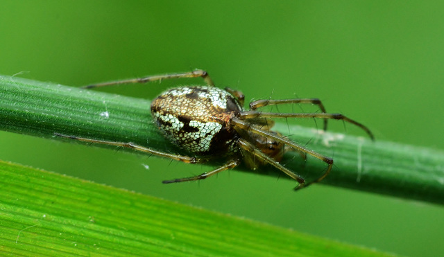 Long Jawed Orb Web Spider. Tetragnathidae. 3