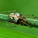 Long Jawed Orb Web Spider. Tetragnathidae. 3