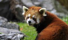 Petit panda