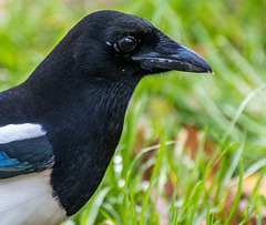 Magpie.2jpg