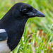 Magpie.2jpg