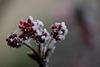 DSCF2566