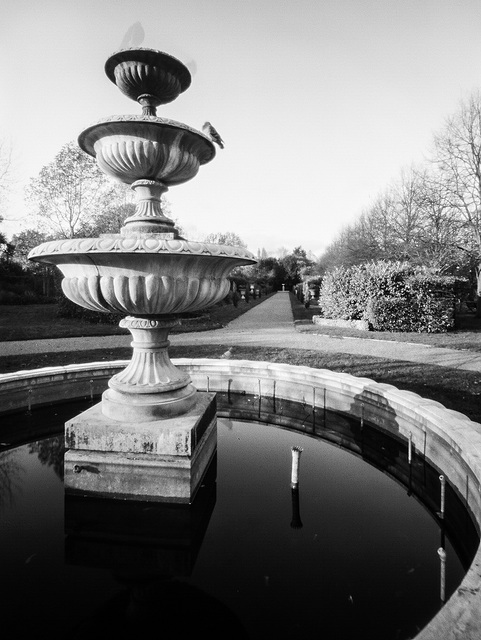 pinhole pigeon