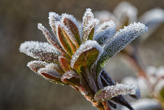 Eclats de givre.