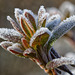 Eclats de givre.