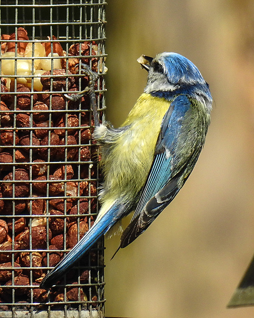 20230523 0208CPw [D~LIP] Blaumeise (Cyanistes caeruleus), Bad Salzuflen