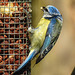 20230523 0208CPw [D~LIP] Blaumeise (Cyanistes caeruleus), Bad Salzuflen