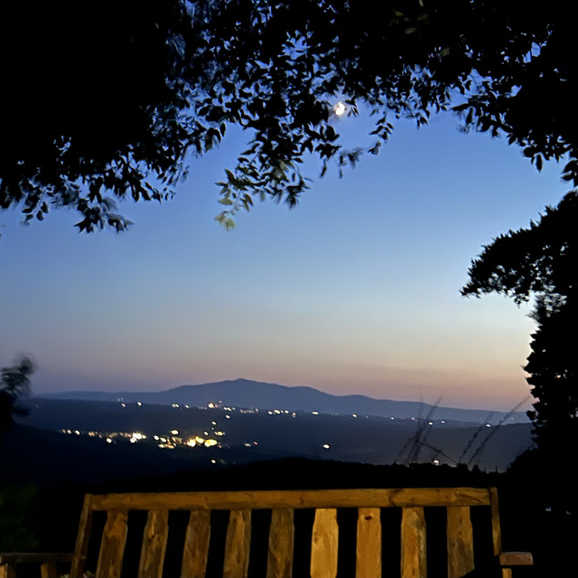 The bench under the tree.