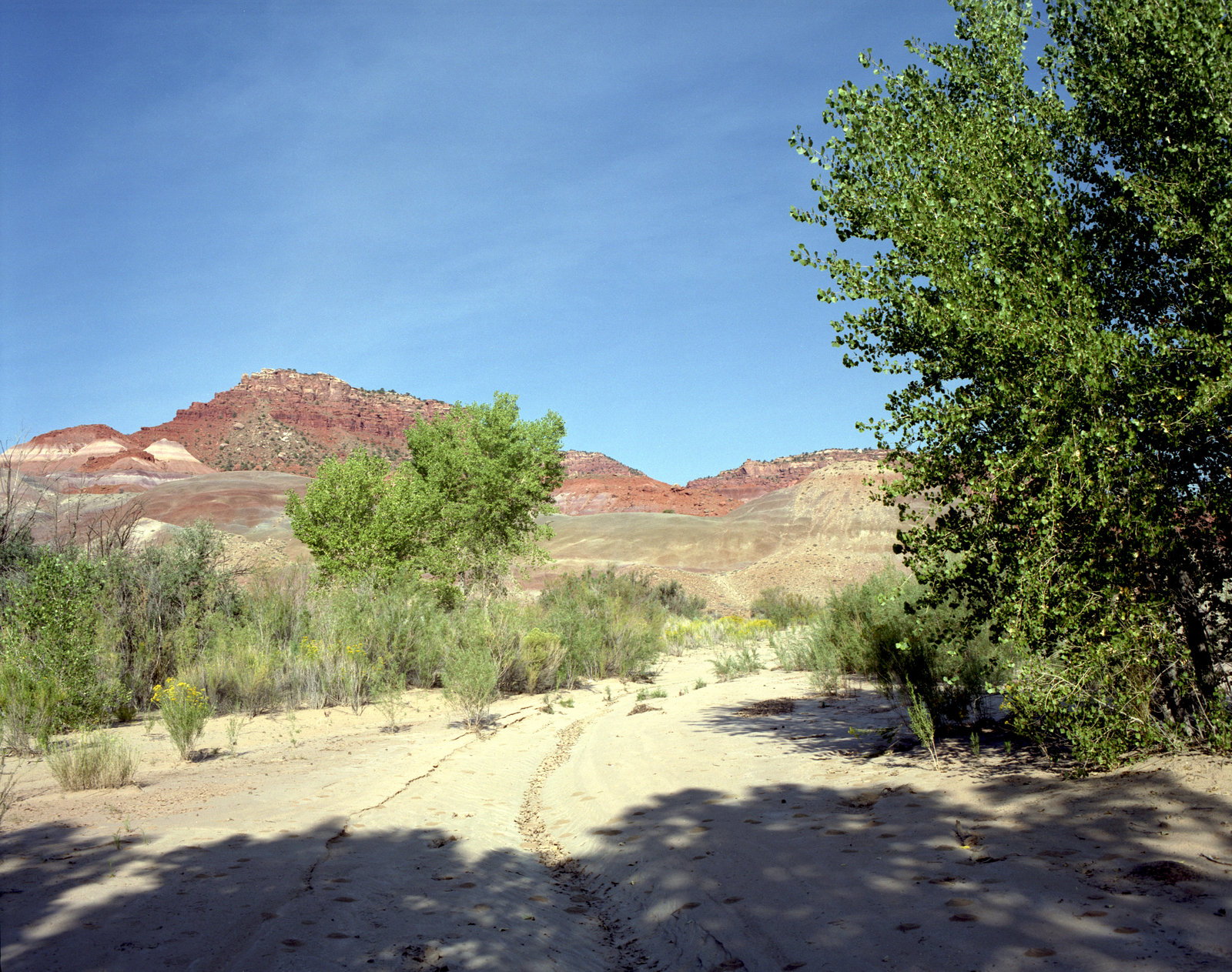 Cottonwood Refuge